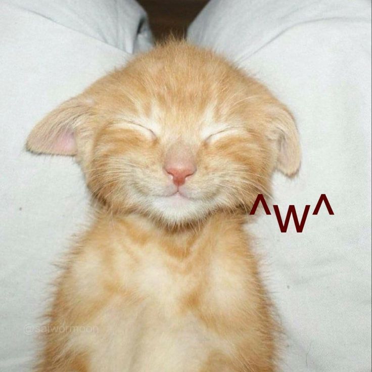 um gatinho sorridente