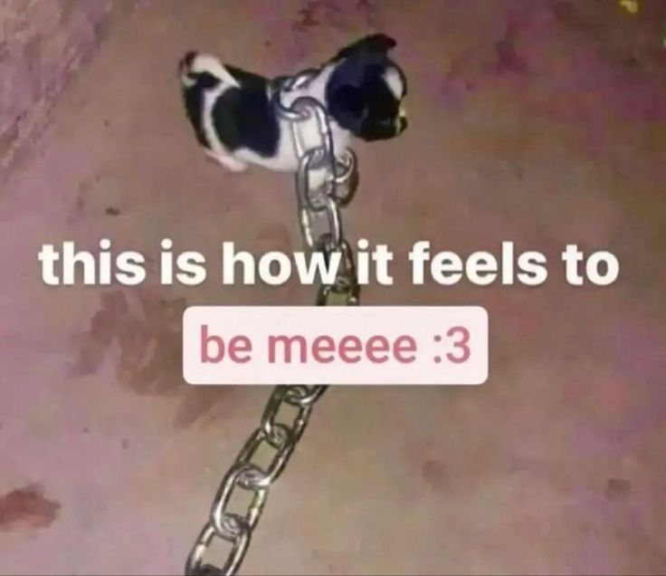um cachorro bem pequeno sendo segurado por uma corrente grossa 'how it feels to be mee :3'