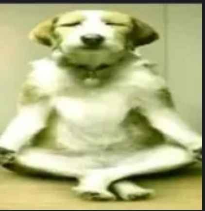 cachorro meditando