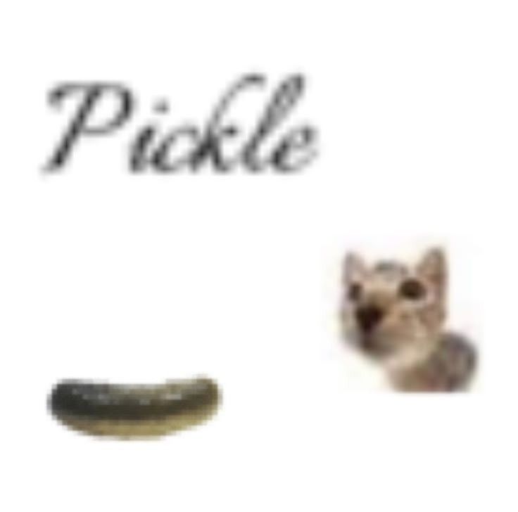 um gato e um picles em baixa qualidade com 'pickle' escrito no topo